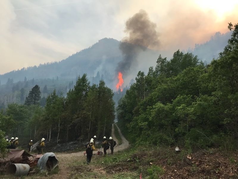 Mule Deer Habitat To Be Reseeded Following Bull Draw Fire